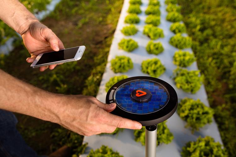 农作物遥感监测技术