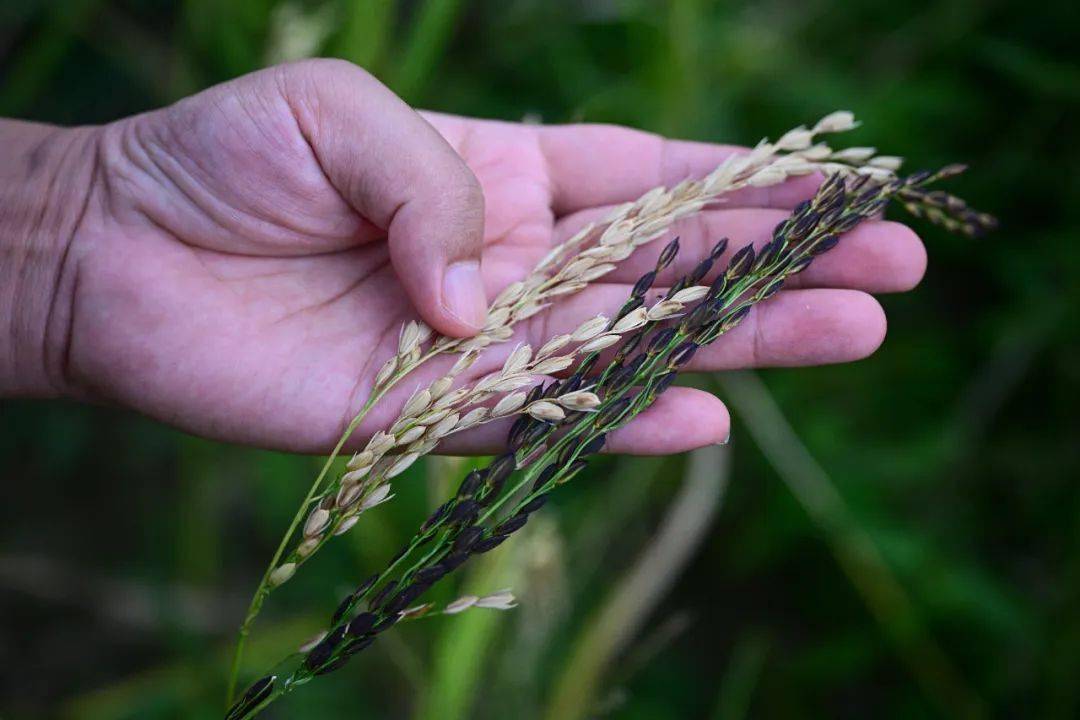 生物育种