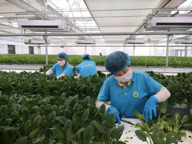 种植数据系统