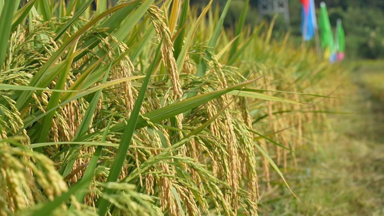 育繁推一体化