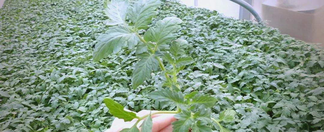 c835a35367ce246a21b44a8e71d42f5b.jpeg 智慧种业平台