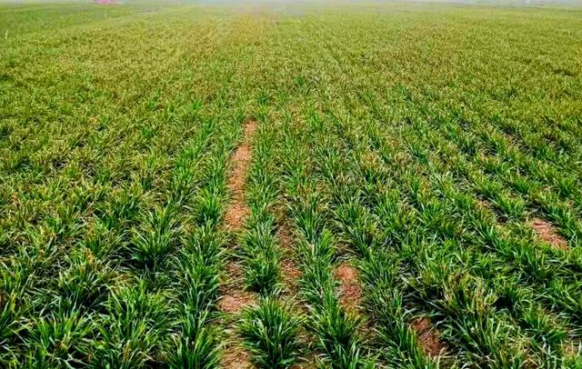 62f1c23299e77ee99a165e9e55e5839f.jpeg 种业产销一体化系统