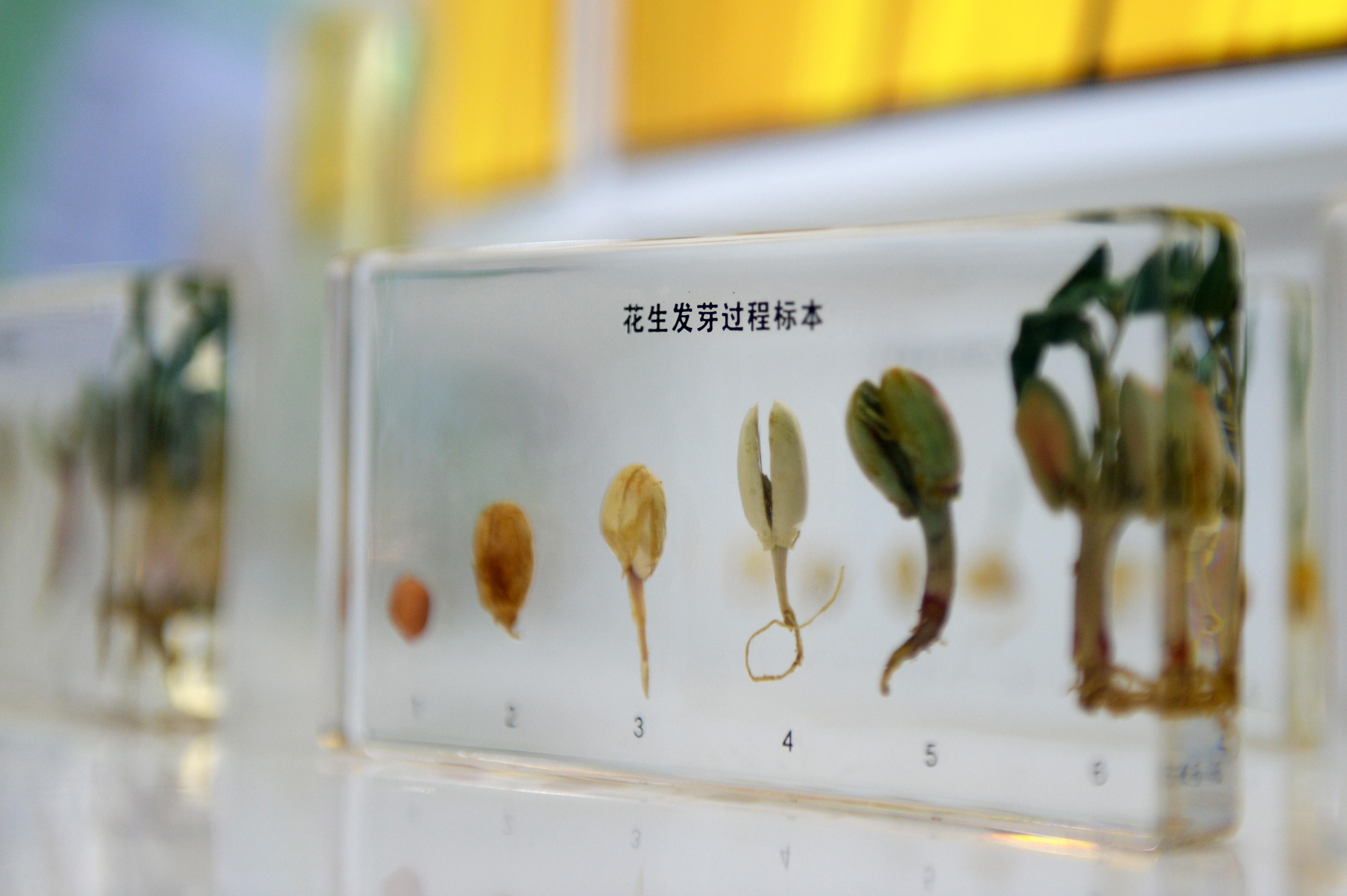 fbb4a75da64b72f3ca87d2019e7ad756.jpeg 种业一体化软件