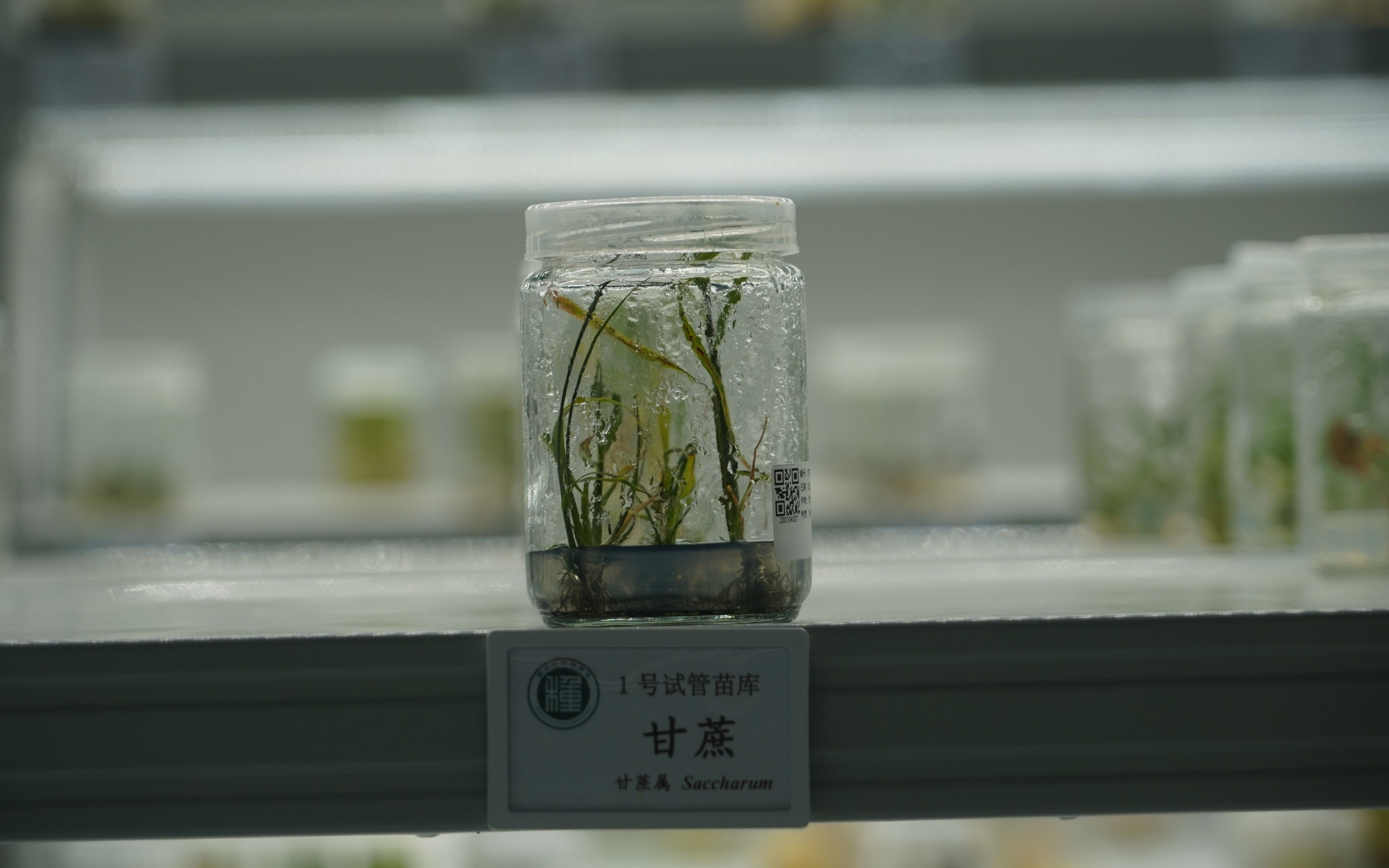 种质资源管理软件