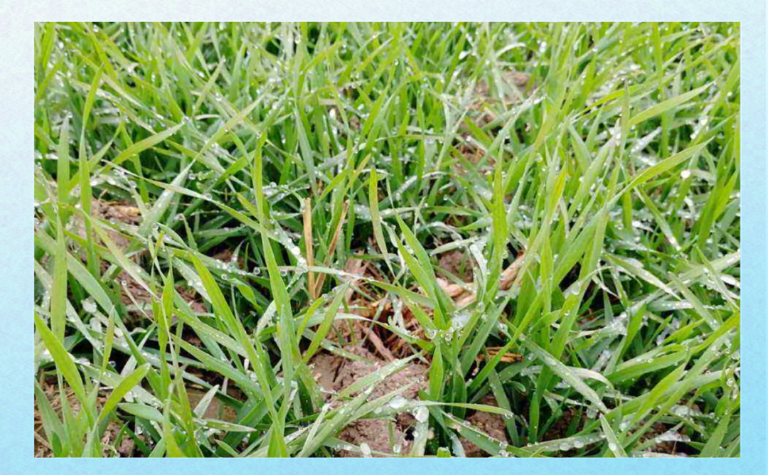 e3e6fa4fecc3d2e16494dc5077463c77.png 农事作业管理软件