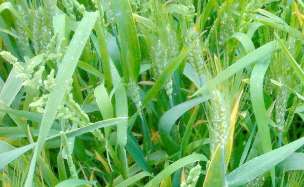 c91086376822b82e0aba683c5593b7d6.png 小麦管理