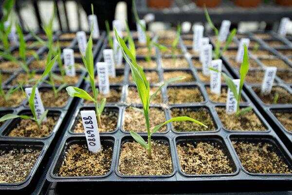 育种数据管理平台