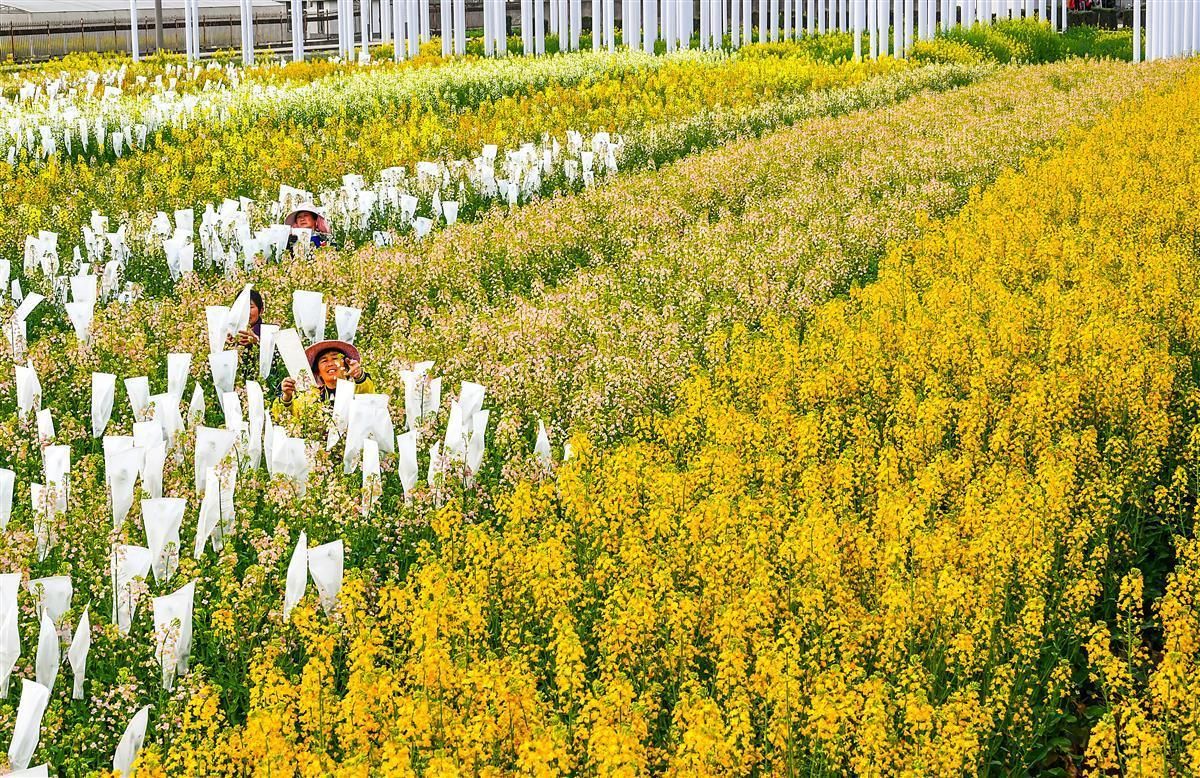 数字化制种软件平台