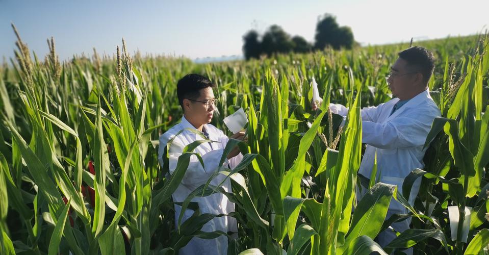 5519e90a4e259ed9c9b131c18cd1a921.jpeg 制种基地管理软件