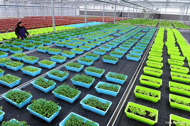 种业一体化软件