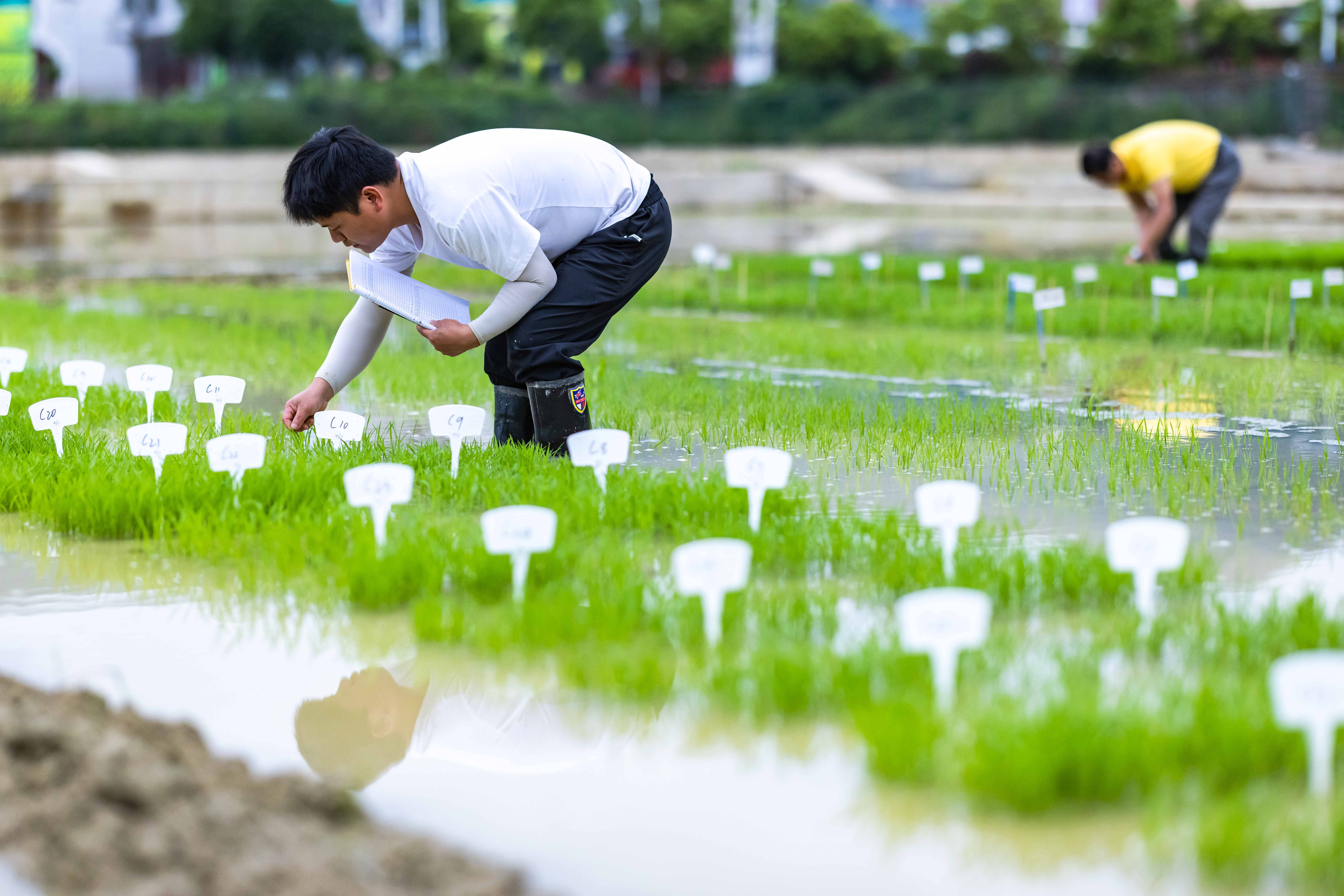 育种f.jpeg 育种软件.jpeg