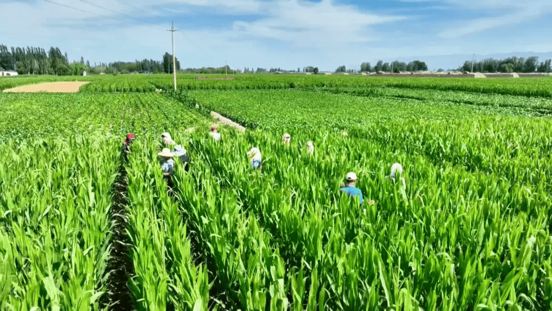 6fb32ebe5284e578a8f3dc96007f1d98.png 数字化制种软件