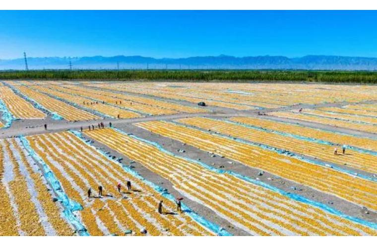 种子生产管理软件