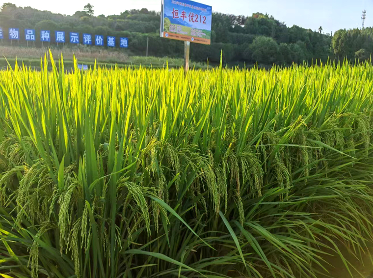 5db9d71b5440c9ee5ded8ac63449ed59.jpg 种业产销一体化系统