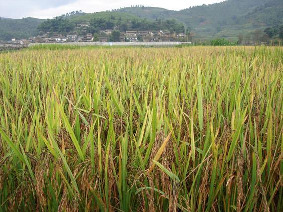 数字化制种软件