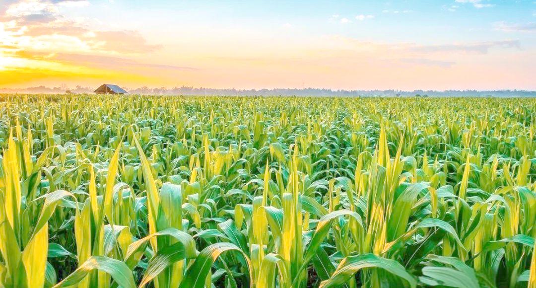 数字化制种平台