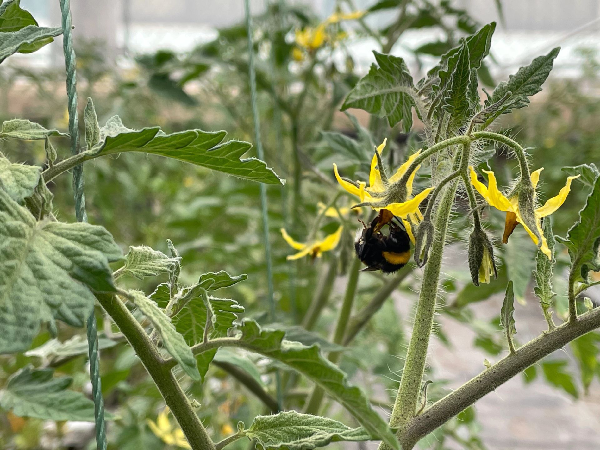 c25139ba6c81bb181e24fc00d848bbec.jpeg 数字化制种基地管理软件