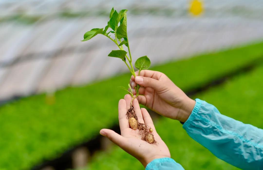 1c10c299496a3591eb5384cd288ab66d.jpg 育繁推一体化软件