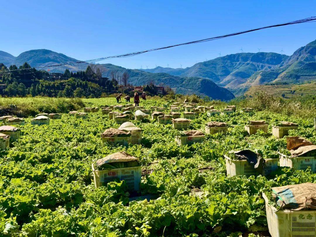 ef8aa3a229382c646154bfd4e1fa15aa.jpeg 智慧种业软件