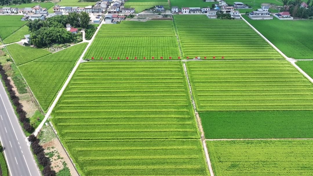 数字化制种管理