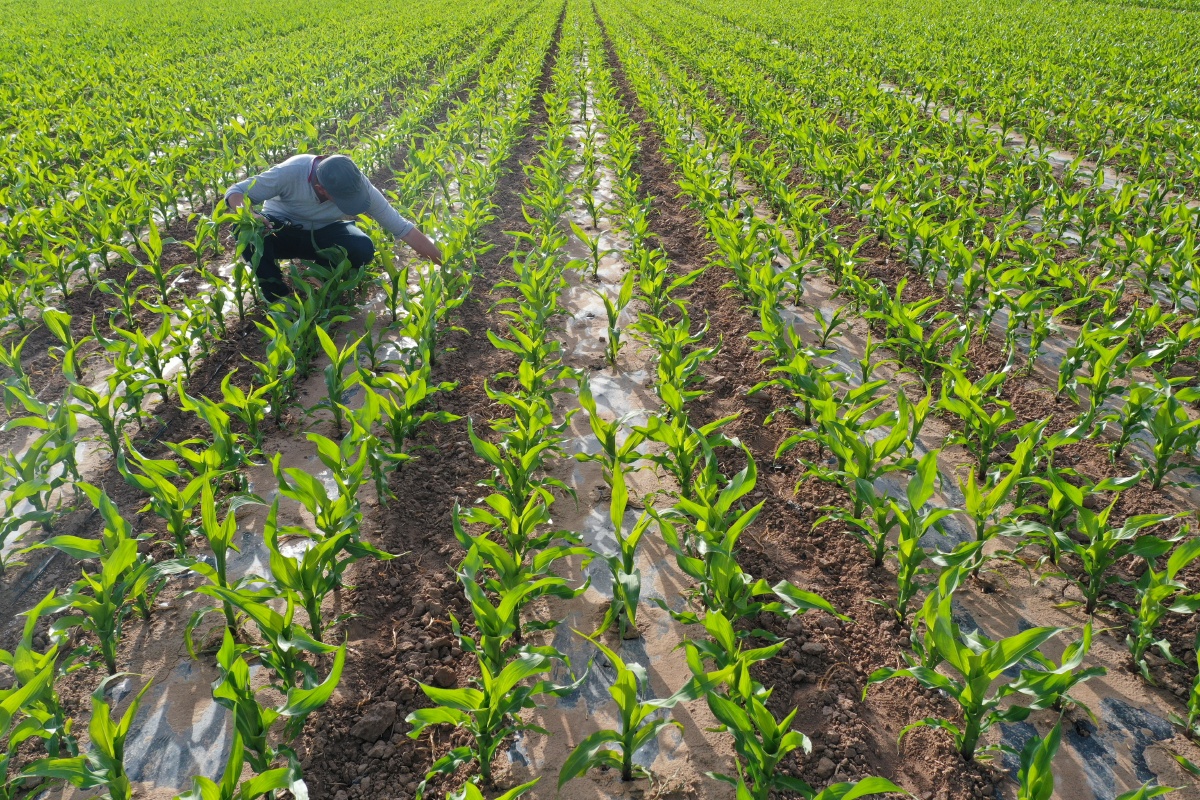 ec6c3f7ef4faf0a9c7f19851618abd41.jpg 制种大县数字化管理