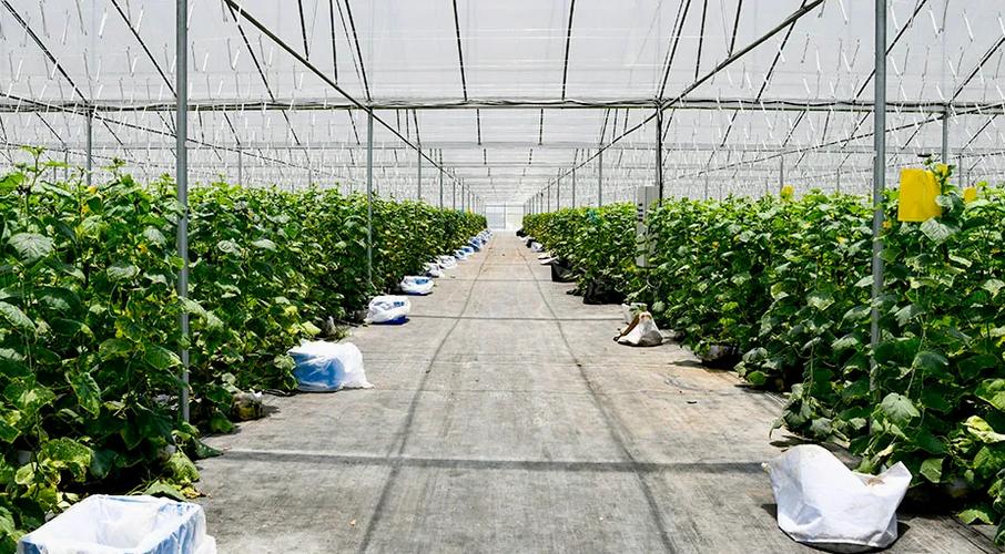 59808296d448788e700190c92da4c60e.jpeg 制种大县管理软件