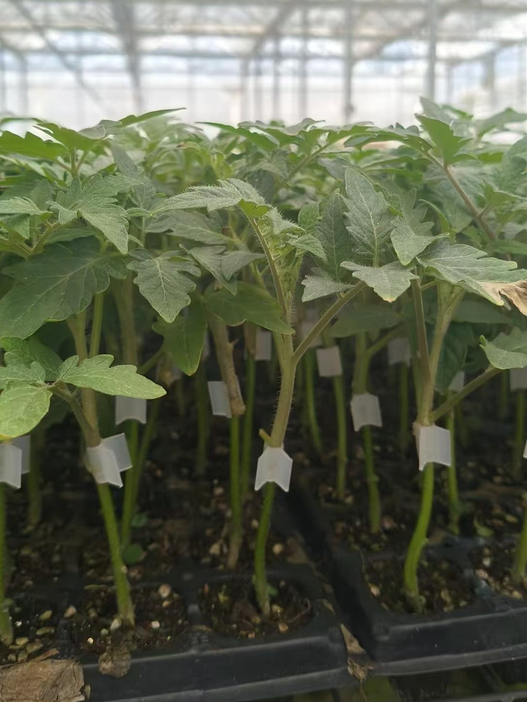 种苗基地管理系统