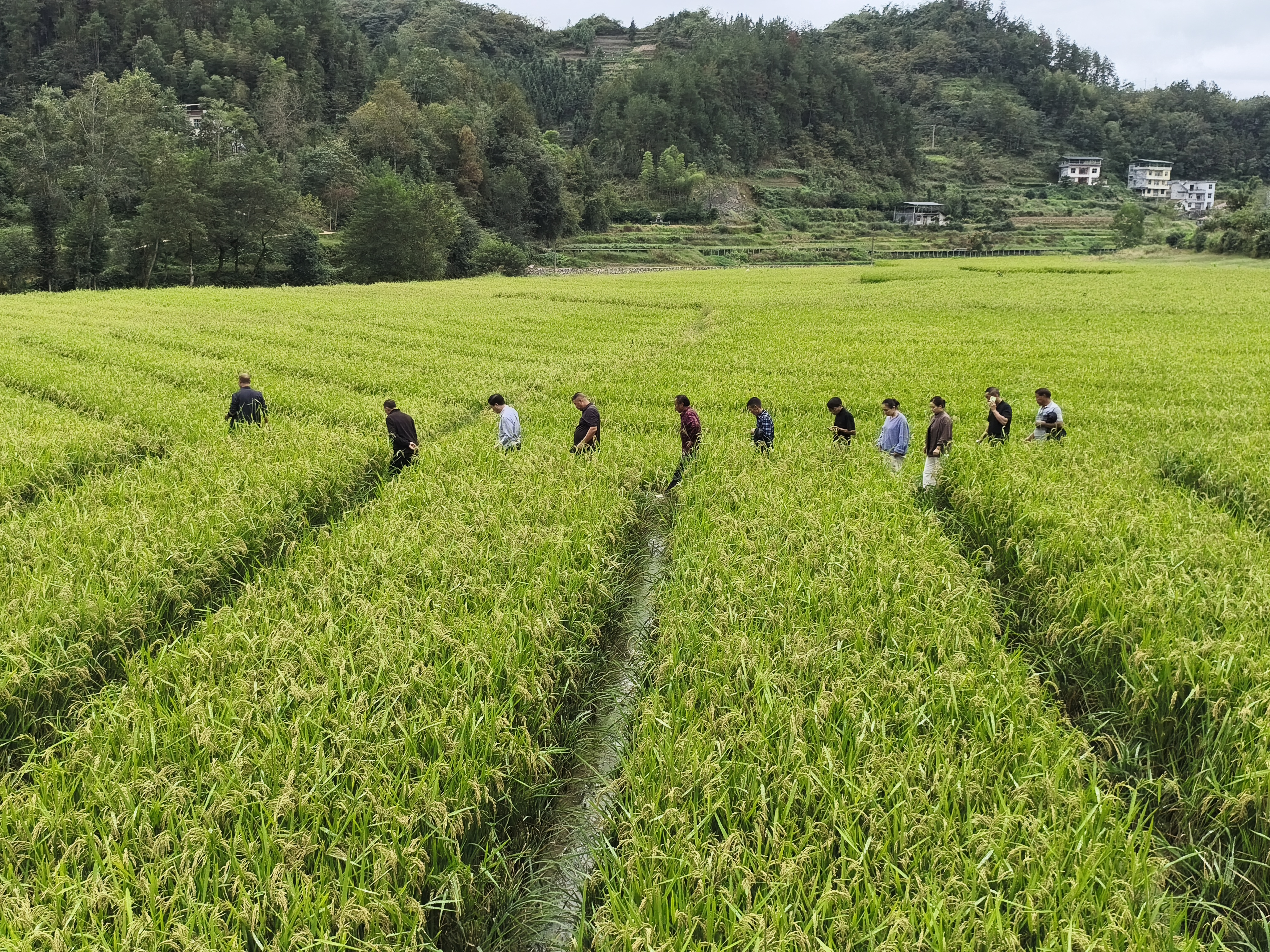制种基地管理软件