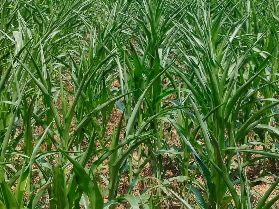 数字化制种大县管理软件