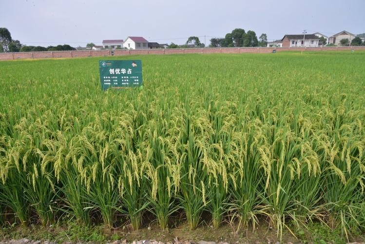 水稻种植大户管理系统